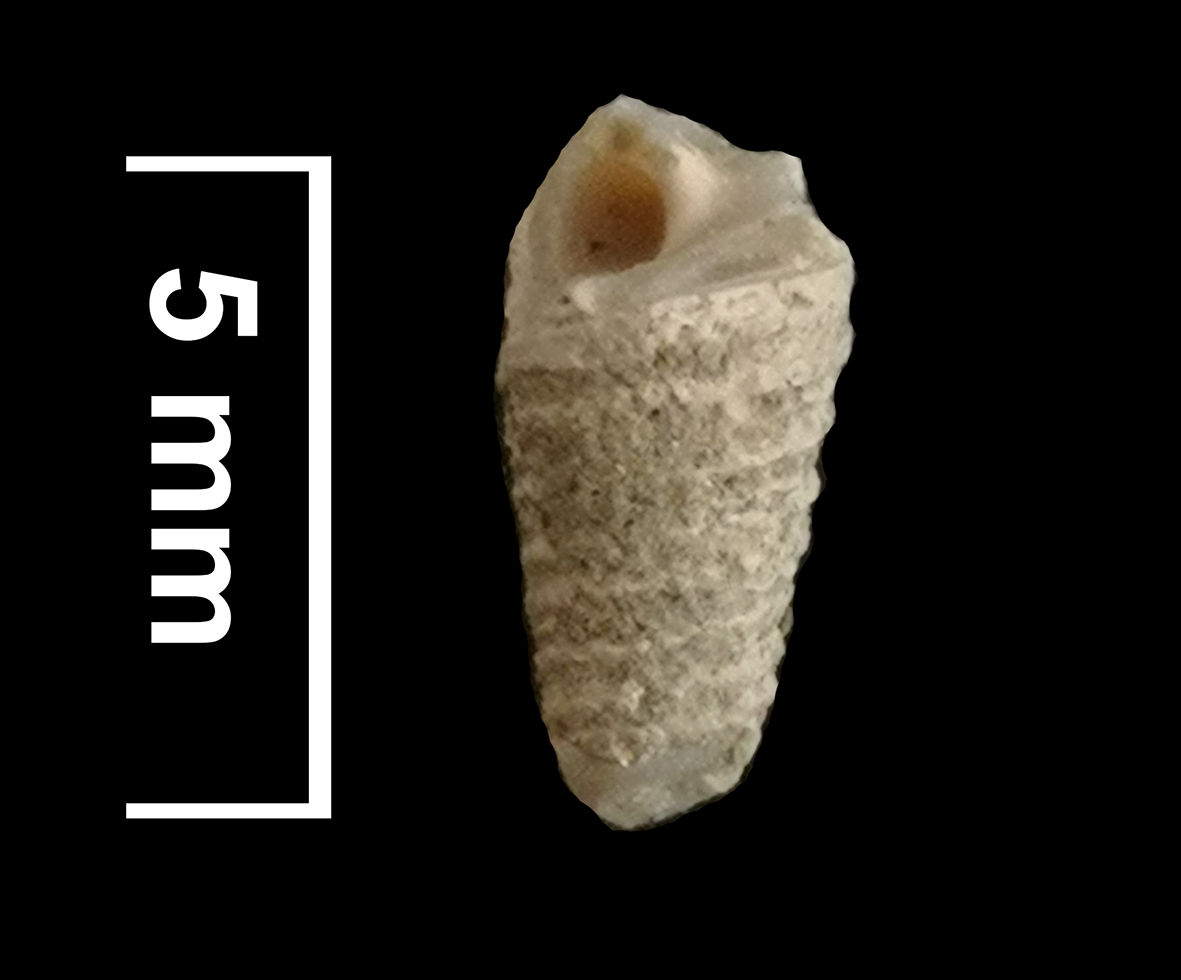 BIOESTRATIGRAFÍA