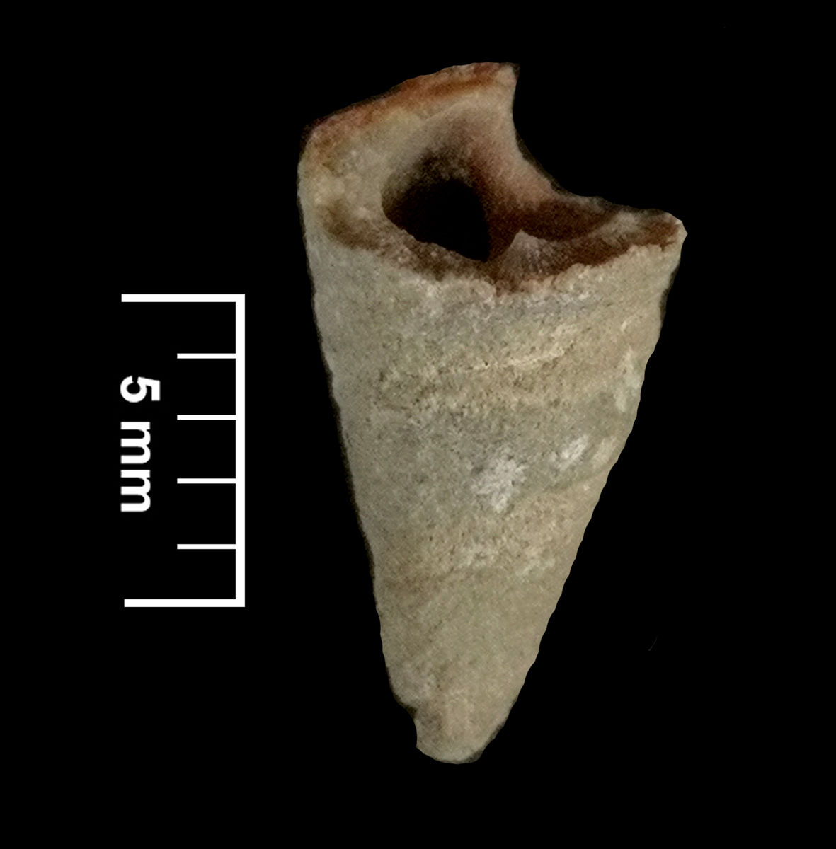 BIOSTRATIGRAPHY