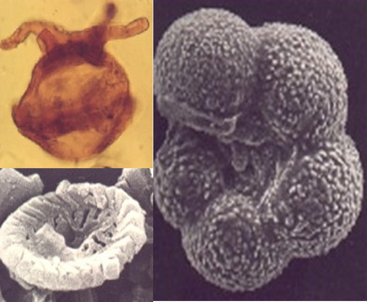 BIOESTRATIGRAFÍA